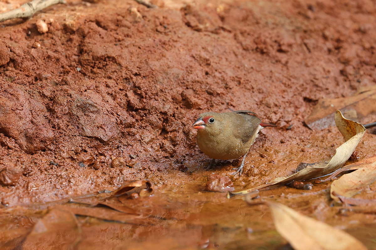 Red-billed Firefinch